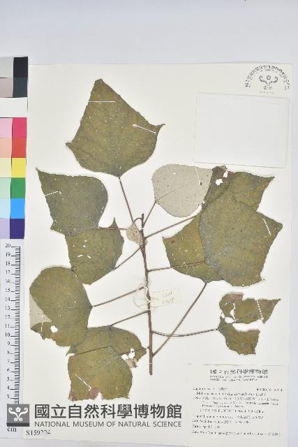 白匏子藏品圖，第1張