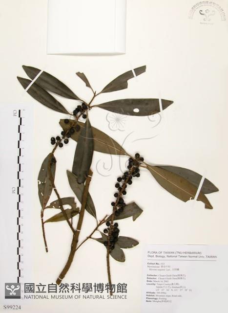 大明橘藏品圖，第1張