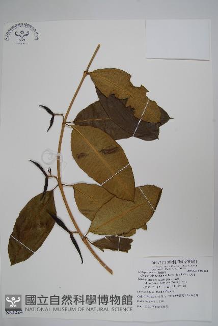 粗喙秋海棠藏品圖，第1張