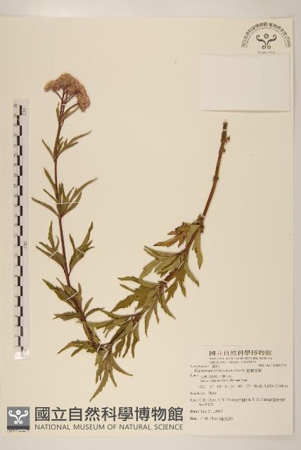 臺灣澤蘭藏品圖，第1張