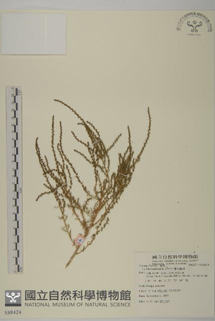 裸花鹼蓬藏品圖，第1張