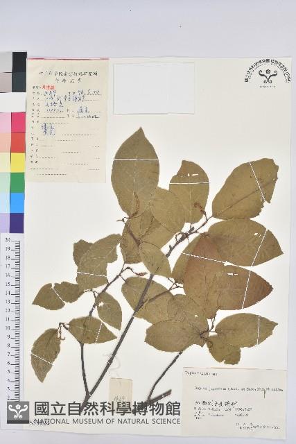 白木烏臼藏品圖，第1張