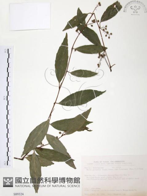 台灣山桂花藏品圖，第1張