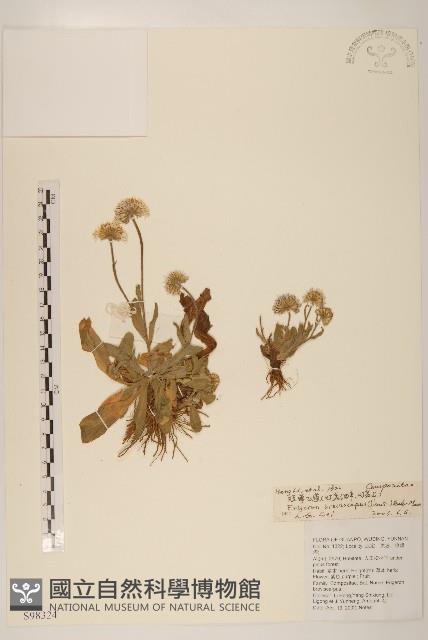 短薴飛蓬藏品圖，第1張