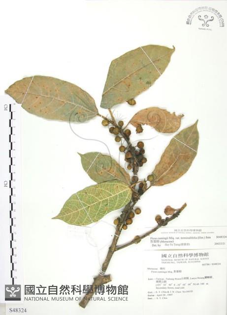 對葉榕藏品圖，第1張