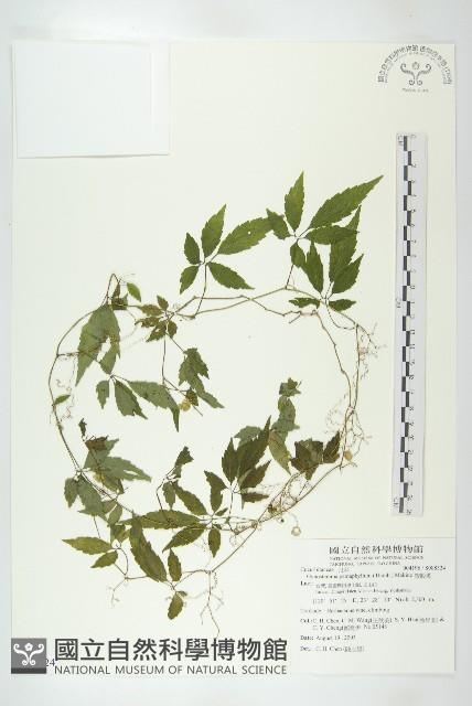 絞股藍藏品圖，第1張