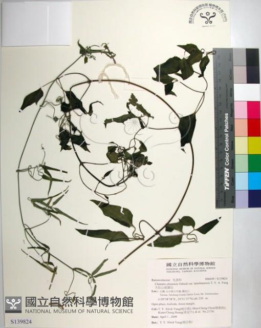 大肚山威靈仙藏品圖，第1張