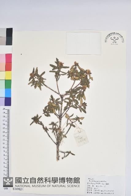 山育杜鵑藏品圖，第1張