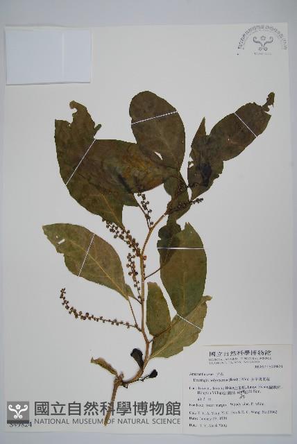 多子漿果莧藏品圖，第1張