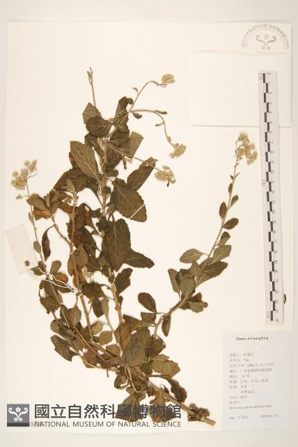 一枝香藏品圖，第1張