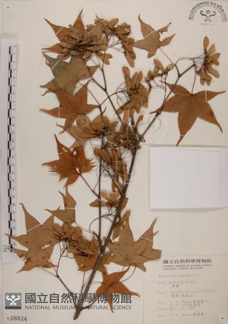 青楓藏品圖，第1張