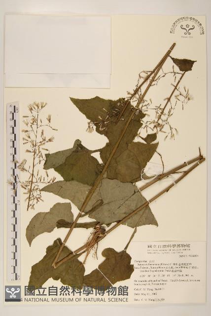 臺灣福王草藏品圖，第1張