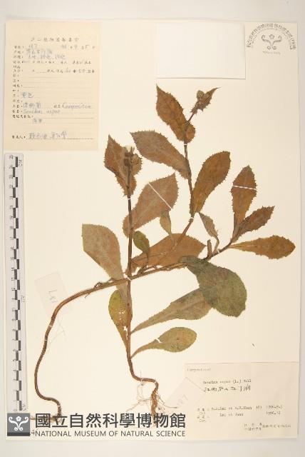 鬼苦苣菜藏品圖，第1張