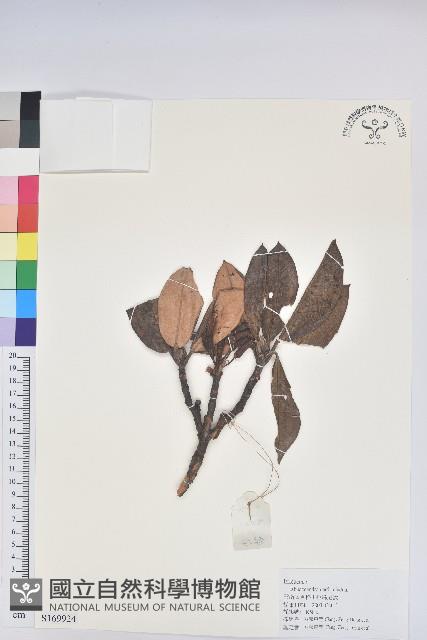 直枝杜鵑藏品圖，第1張