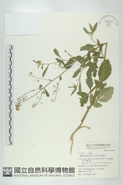 風花菜、球果山芥菜藏品圖，第1張