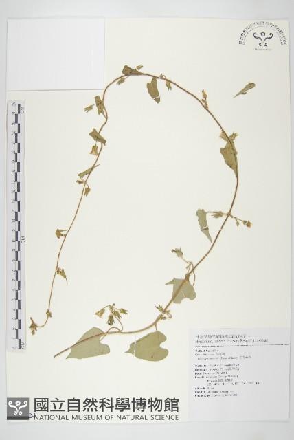 白花牽牛藏品圖，第1張