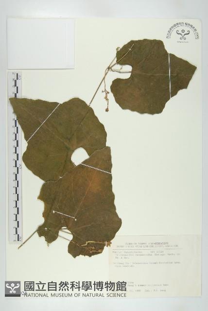 王瓜藏品圖，第1張