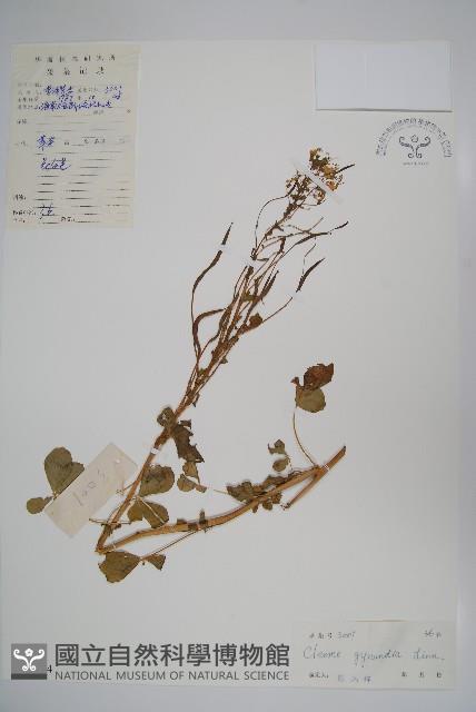 白花菜藏品圖，第1張