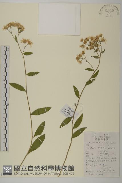 小舌紫菀藏品圖，第1張