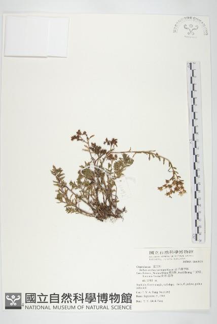 紅子佛甲草藏品圖，第1張