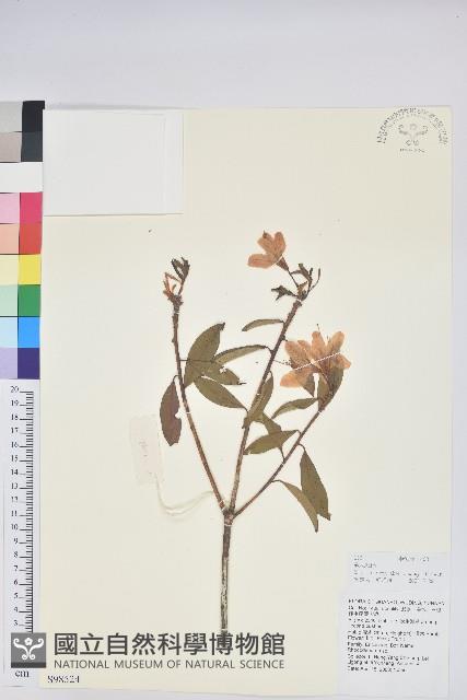 碟花杜鵑藏品圖，第1張