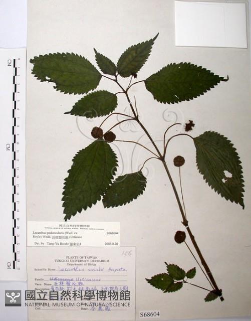 長梗盤花麻藏品圖，第1張