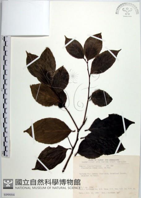 羅庚果藏品圖，第1張