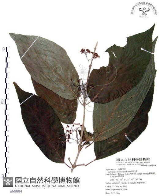 杜虹花，台灣紫珠藏品圖，第1張