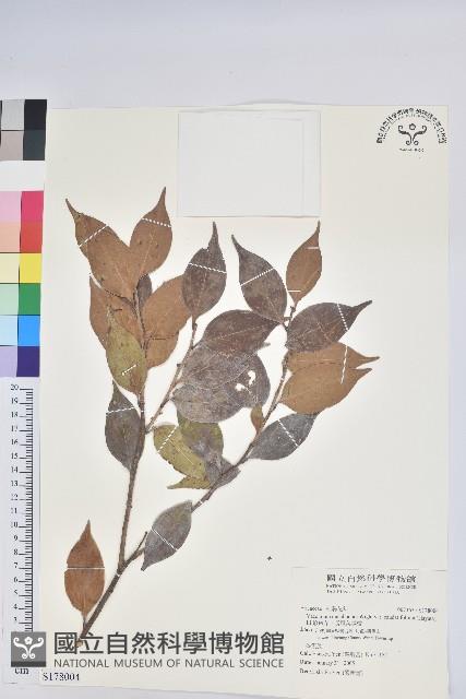 珍珠花、長尾葉越橘藏品圖，第1張