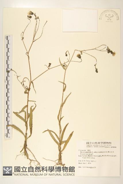 玉山毛蓮菜藏品圖，第1張