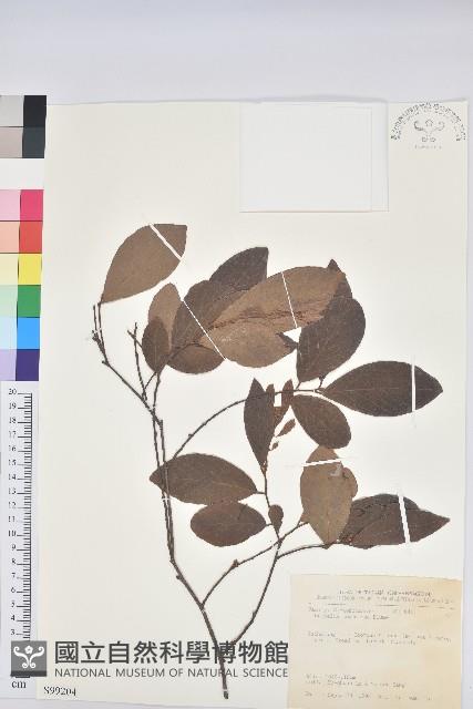 土密樹藏品圖，第1張