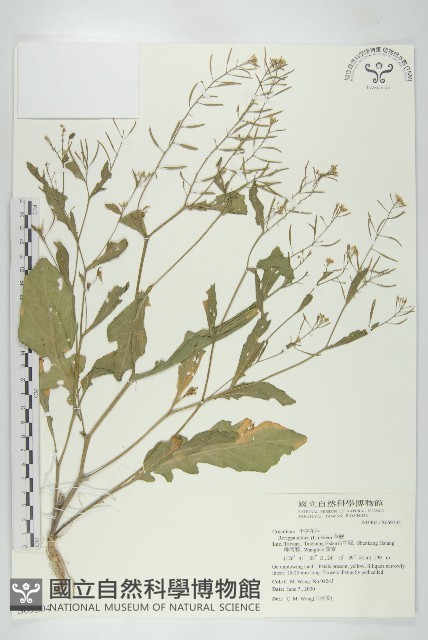 葶藶藏品圖，第1張