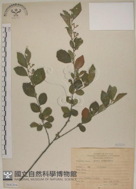 菱葉捕魚木藏品圖，第1張