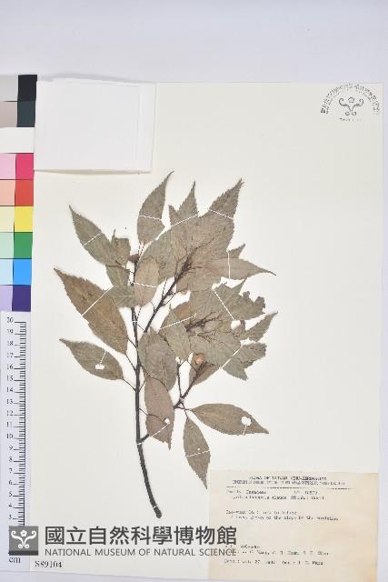 青剛櫟、鐵椆藏品圖，第1張