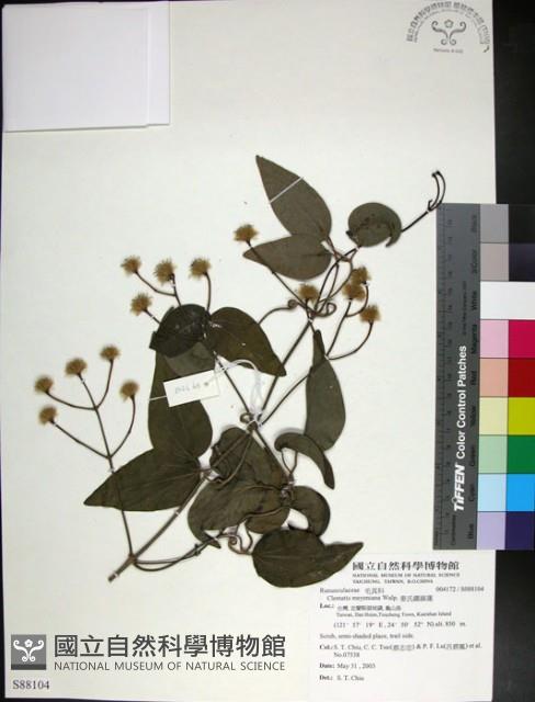 麥氏鐵線蓮藏品圖，第1張