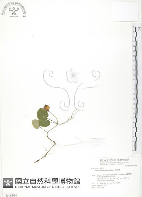 苞花蔓藏品圖，第1張