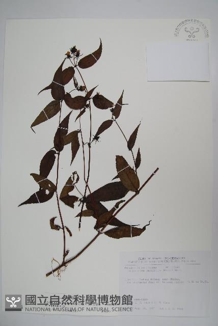 台灣土黨參藏品圖，第1張