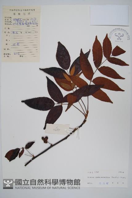 厚皮樹藏品圖，第1張