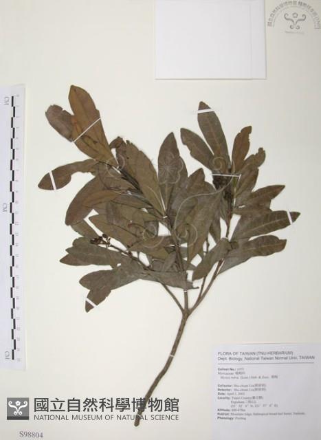 楊梅藏品圖，第1張