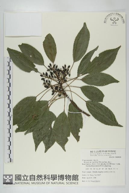 薯豆藏品圖，第1張