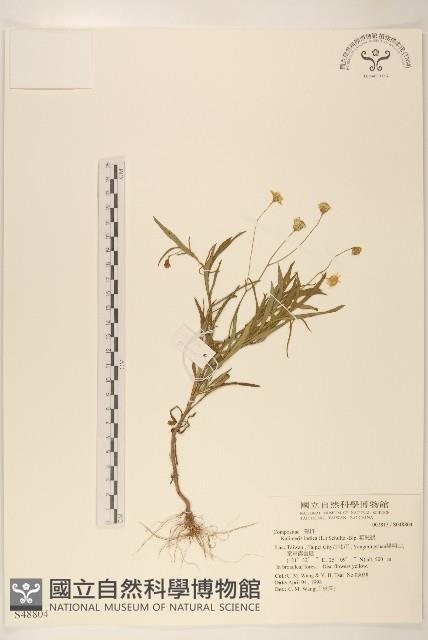 雞兒腸藏品圖，第1張