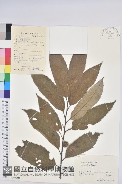 茅栗藏品圖，第1張