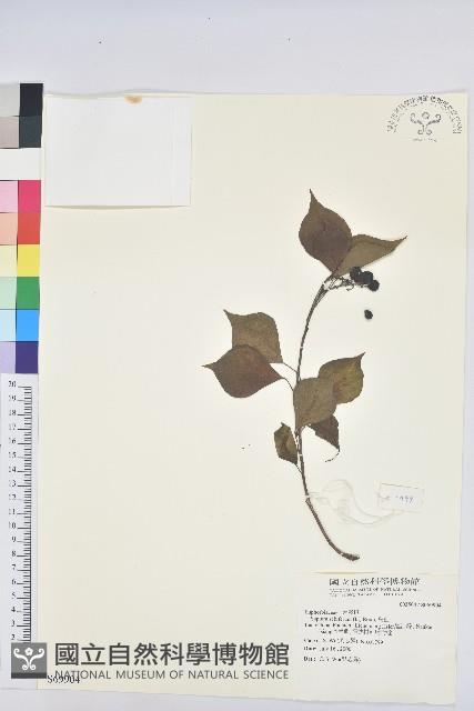 烏臼藏品圖，第1張