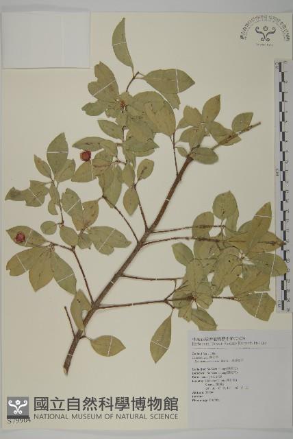 厚葉衛矛, 源一木藏品圖，第1張