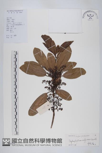 牛耳楓藏品圖，第1張