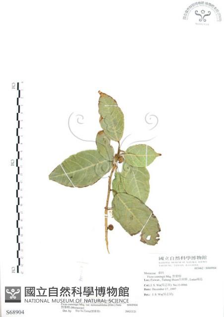 對葉榕藏品圖，第1張