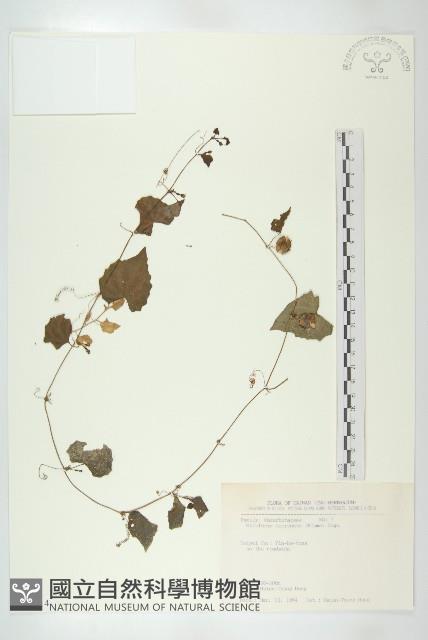 黑果馬交兒藏品圖，第1張