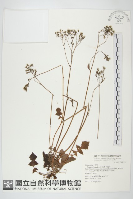 黃鵪菜藏品圖，第1張