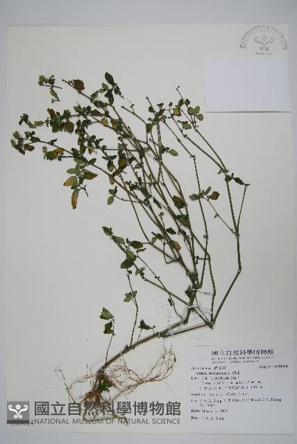 爵床藏品圖，第1張