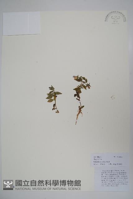 風鈴草藏品圖，第1張